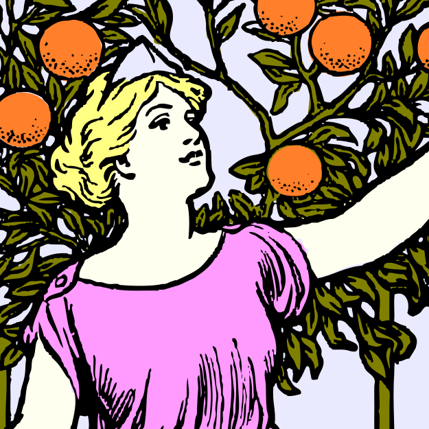 Line art of a woman picking oranges.